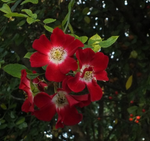 De roosjes van de bovenstaande rozenbottels met een oplichtend hart