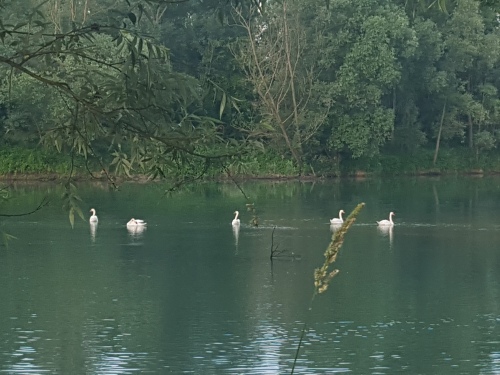 zwanenfamilie in de rivier de Brenta